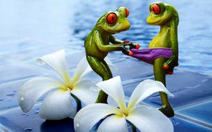 Funny frogs near flowers