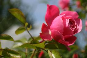 Pink Flower petals at Garden