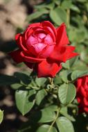 Rose Burgundy 81 flower