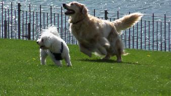 Dogs Playing Lawn