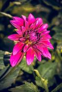 pink Dahlia flower in garden