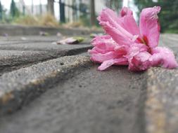 Flower Falling Red Decadence