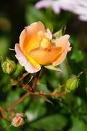 Rose Bloom Close up