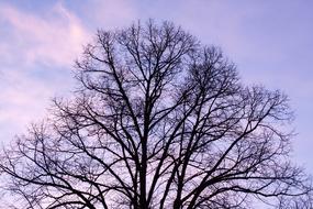 Dawn Linde Morning