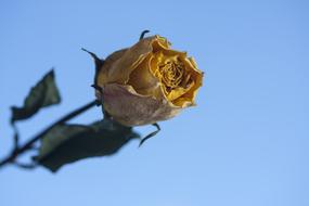 Flower Yellow Rose