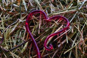 Heart Hay Love Valentine'S