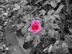 Pink Blossom at beautiful garden