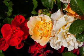 Rose Blossom Bloom Close