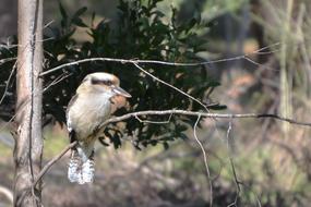 Kookaburra Bird in Wildlife