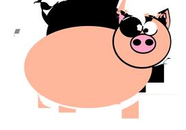 ring tailed pig pork swine animal