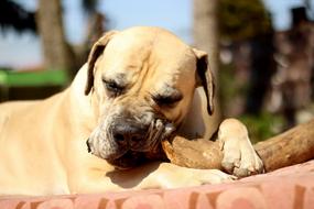 Boerboel Dog White