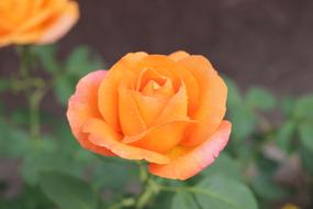 Orange Rose Blooming