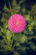 Dahlia Bloom