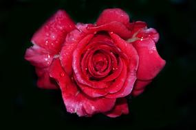 Rose Red Flower