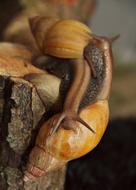 Snails African Achatina