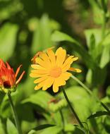 Flower Calendula Summer