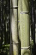 Bamboo Green Nature