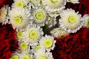 red and white flowers ornament