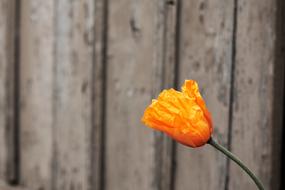 Poppy Nature Orange