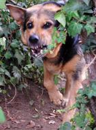 dog with fangs comes out of the bushes