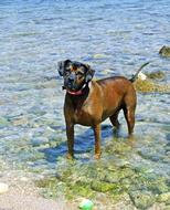 Dog In The Sea Brown