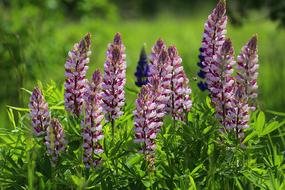 Pink lupine