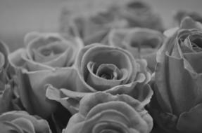 Rose Drops Macro
