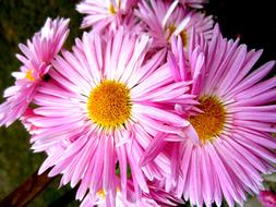 Aster Flowers macro closeup