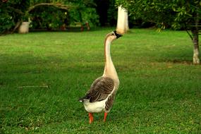 goose walking in a field