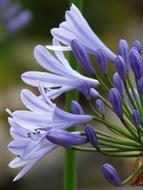 Agapanthus Jewelry Lilies greenhouse