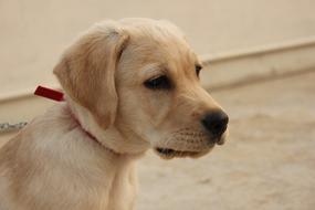 Labrador White Dog