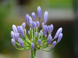 Agapanthus Jewelry Lilies