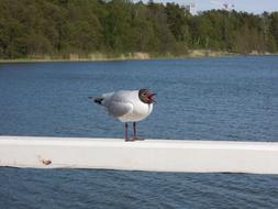 Seagull on fence pier