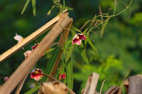 Flowers Red Weeds