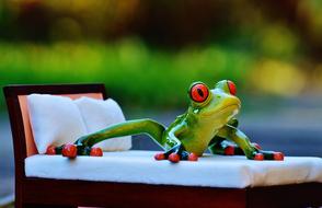 Frog on Bed