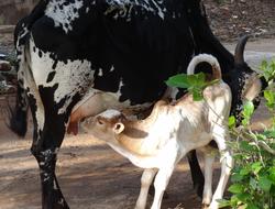 Cow Feeding Motherly