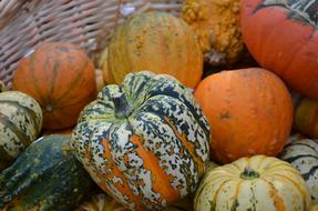 Pumpkin Hokkaido Gourd pumpkins