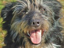 Dog Border Collie