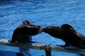 Sea ​​Lion Kissing