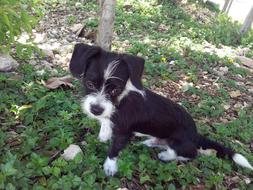 Puppy Dog Animal in garden