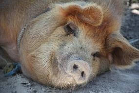 Pig Sleep Happy
