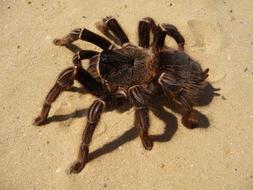 Tarantula Spider Brazilian