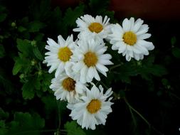 Gerber Daisy Flower