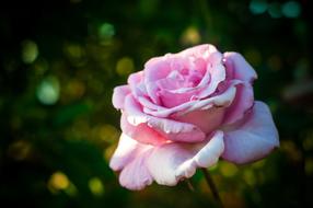 Pink Rose Plant Nature