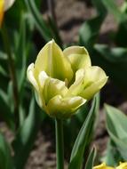 Tulip Flower Bloom White