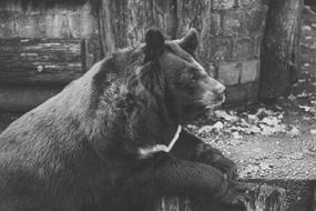Bear Captivity Black And White