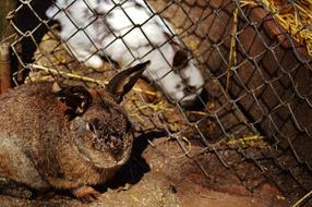 Rabbit Wildpark Poing Separated