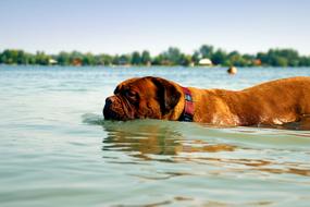 Bordeaux Dog macro