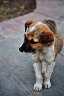 Lost Cute Puppy