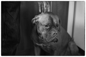 Dog Bordeaux Dogue